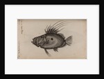 John dory by Unknown