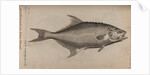 Bowfin by Unknown