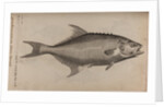 Bowfin by Unknown