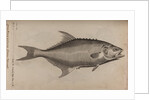 Bowfin by Unknown