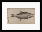 Bowfin by Unknown