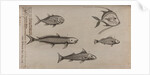 Various fish specimens by Unknown