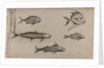 Various fish specimens by Unknown