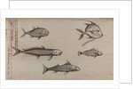 Various fish specimens by Unknown