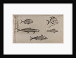 Various fish specimens by Unknown