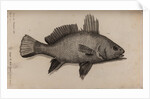Brown meagre by Unknown