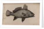 Brown meagre by Unknown