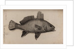 Brown meagre by Unknown