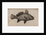 Brown meagre by Unknown