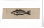 Brown meagre by Unknown