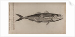 Atlantic horse mackerel by Unknown