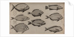 Various fish specimens by Unknown