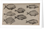 Various fish specimens by Unknown