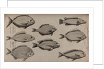Various fish specimens by Unknown