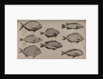 Various fish specimens by Unknown