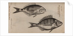 Bream by Unknown