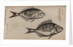 Bream by Unknown
