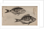 Bream by Unknown