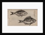 Bream by Unknown