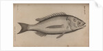 Common dentex by Unknown