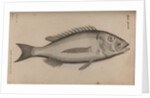 Common dentex by Unknown