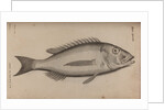 Common dentex by Unknown