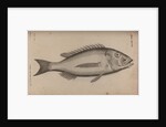 Common dentex by Unknown