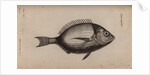 Bream by Unknown