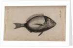 Bream by Unknown