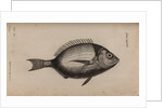 Bream by Unknown