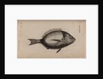 Bream by Unknown