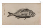 Gilt-head bream by Unknown
