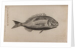 Gilt-head bream by Unknown