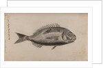 Gilt-head bream by Unknown