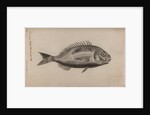 Gilt-head bream by Unknown
