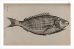 Dreamfish by Unknown