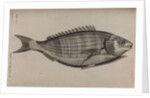 Dreamfish by Unknown