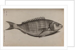 Dreamfish by Unknown