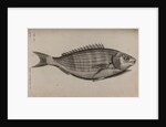 Dreamfish by Unknown