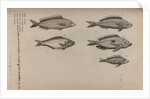 Various fish specimens by Unknown
