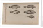 Various fish specimens by Unknown