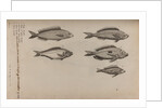 Various fish specimens by Unknown
