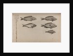 Various fish specimens by Unknown