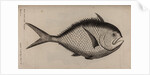 Atlantic pomfret by Unknown