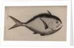 Atlantic pomfret by Unknown