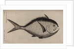 Atlantic pomfret by Unknown