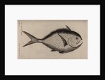 Atlantic pomfret by Unknown