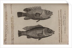 Wrasse by Unknown