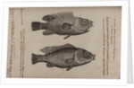 Wrasse by Unknown