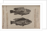 Wrasse by Unknown